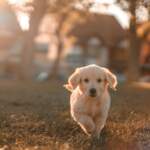 Why Golden Retrievers Make the Perfect Companion When Raised from a Puppy 